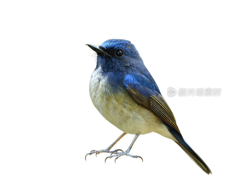 海南蓝色捕蝇鸟(Cyornis hainanus)